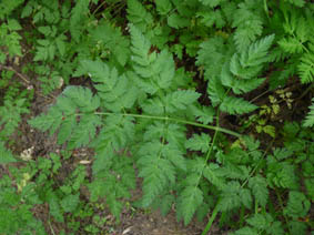 Anthriscus sylvestris